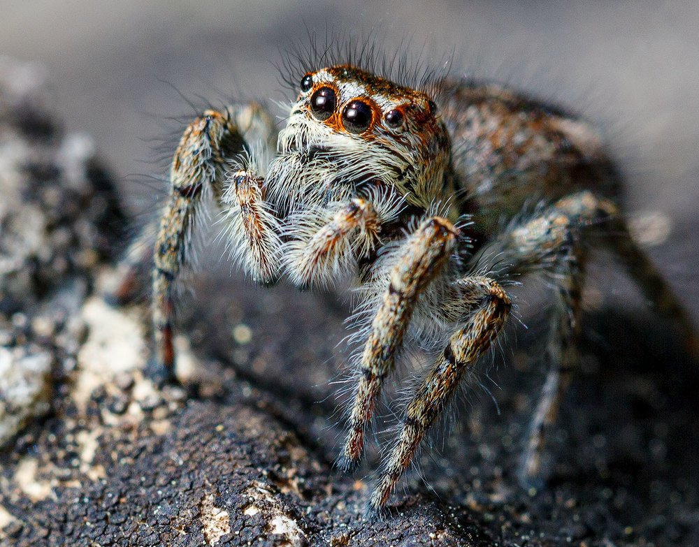 Любопытный