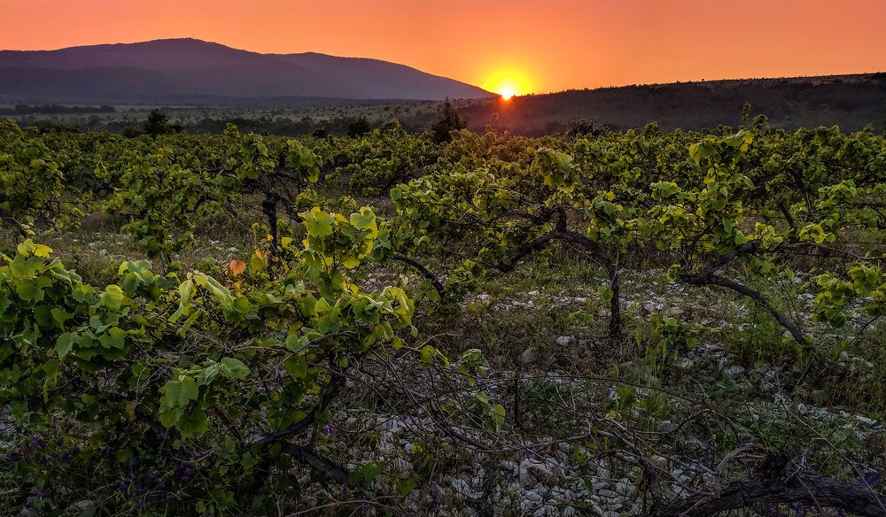Закат на виноградниках