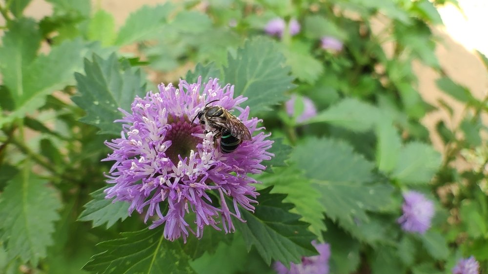 Photograph by SIMSON DAS