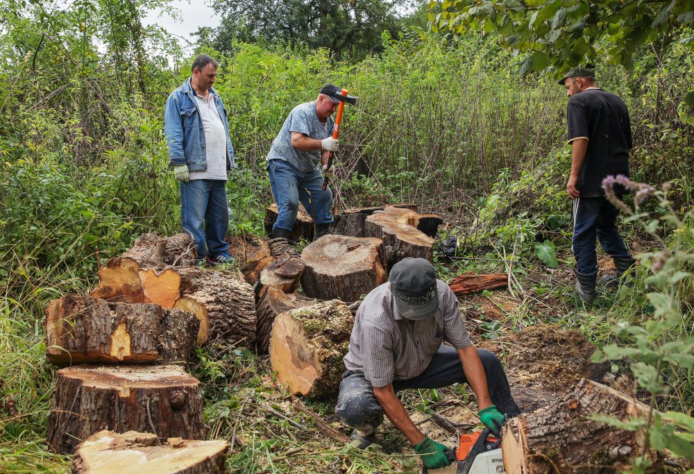 Заготовка дров..