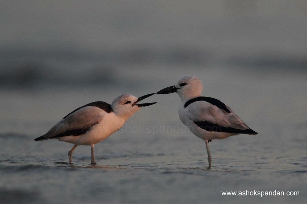 frappe plower with chick
