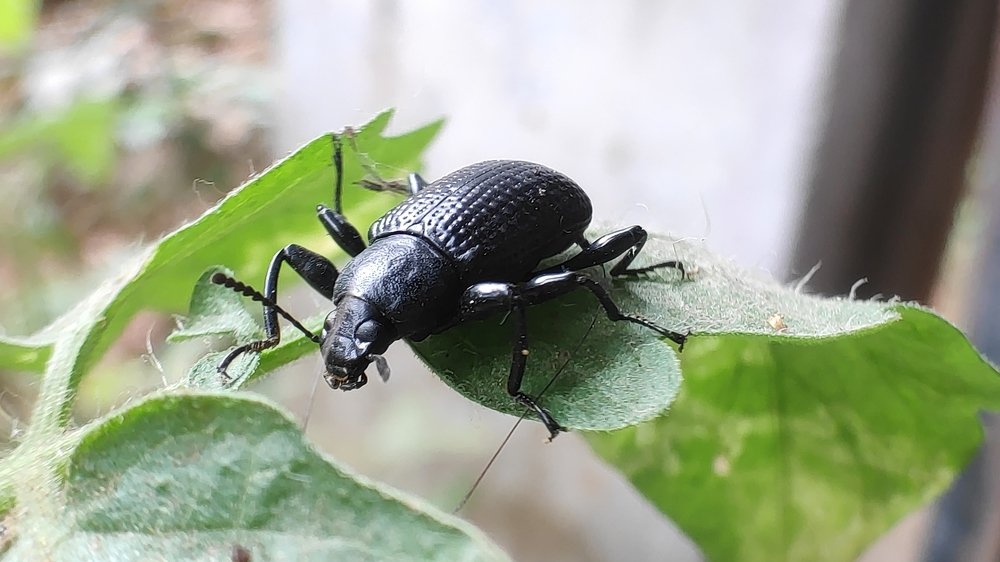 Photograph by SIMSON DAS