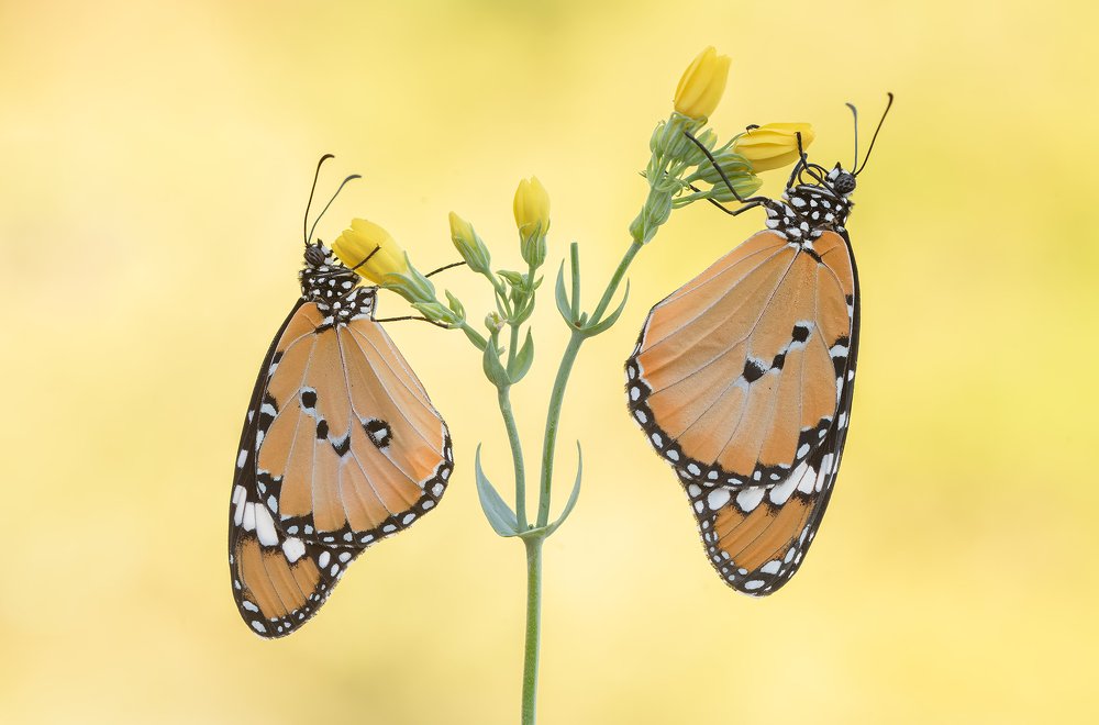 Danaus chrysippus ² ♂+♀(Linné, 1758)