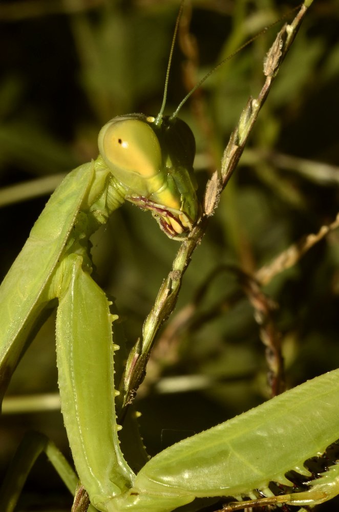 Портрет с травинкой