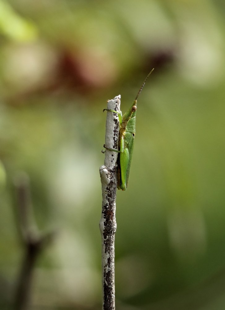 Alone grasshooher