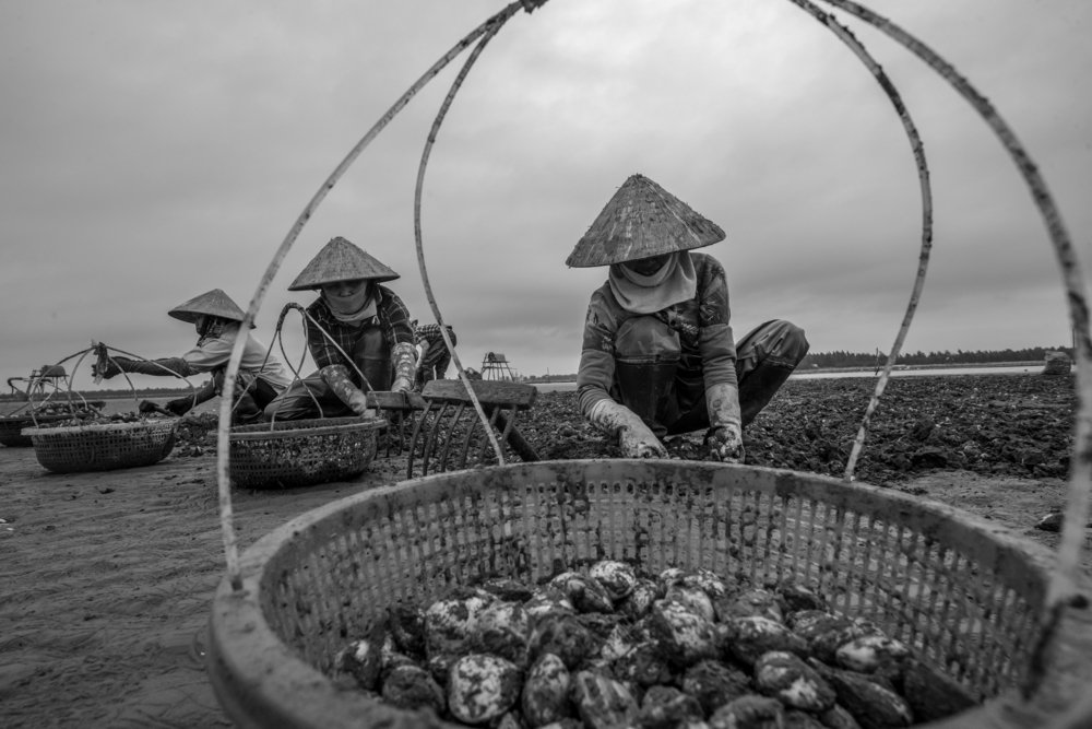 Người cào ngao ở Đồng Châu