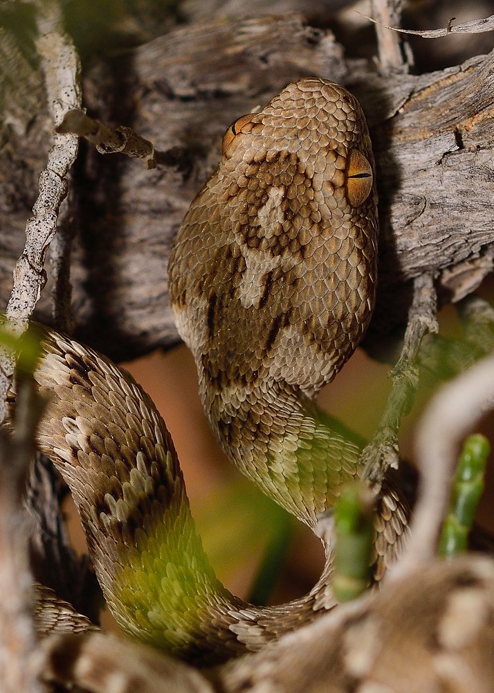 Sindh Saw-scaled Viper in Ajman Desert - UAE
