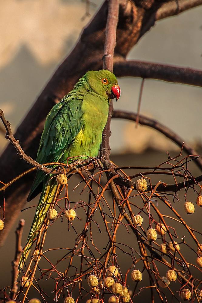 На свободе.