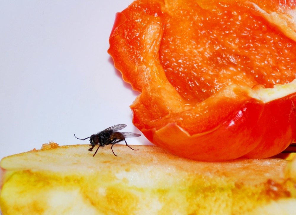 Муха-дегустатор