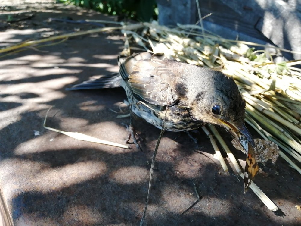 Photograph by Захар Пфейфер