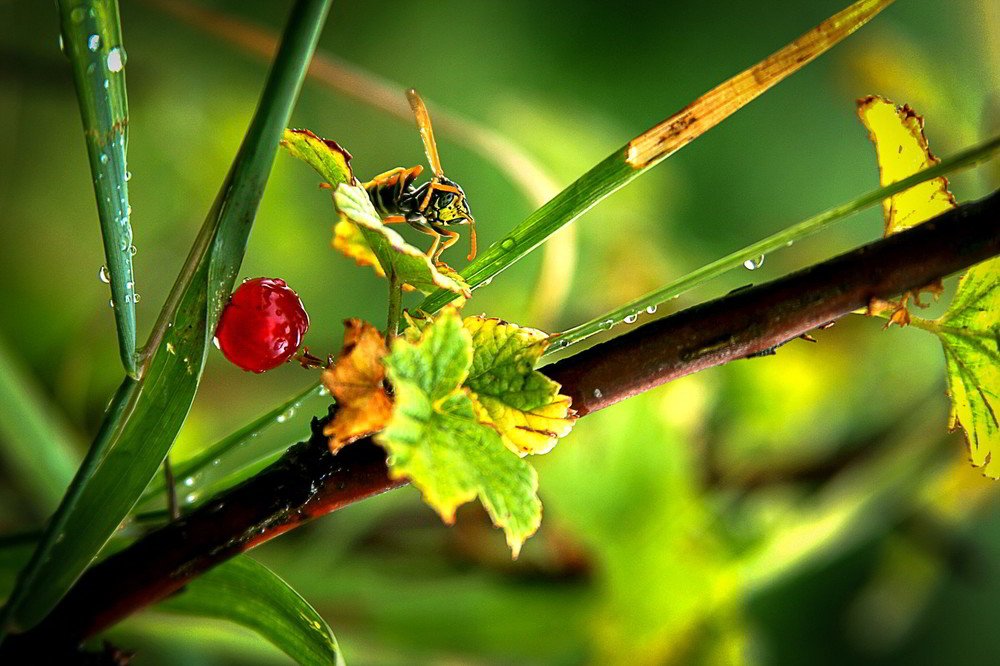 Оса на порічках.