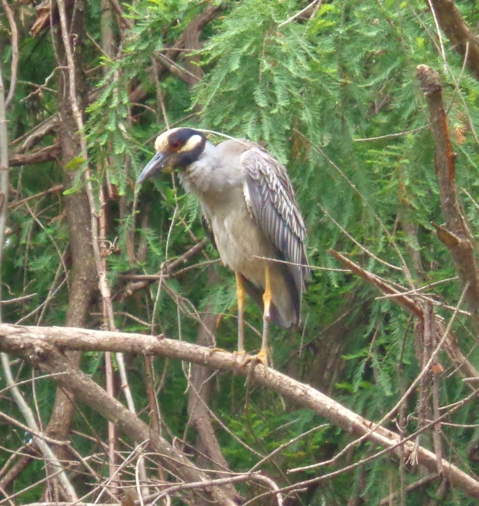 Yellow-crowned Night-Heron Nyctanassa violacea