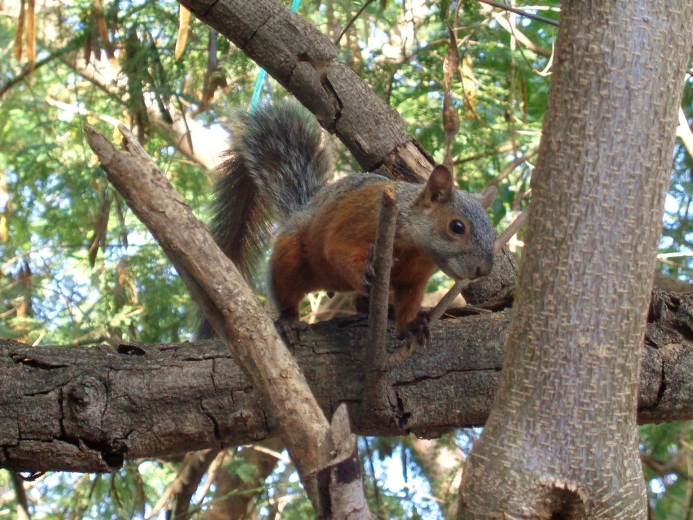 Red-bellied Squirrel Sciurus aureogaster