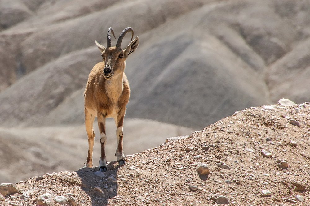 Мой дом пустыня