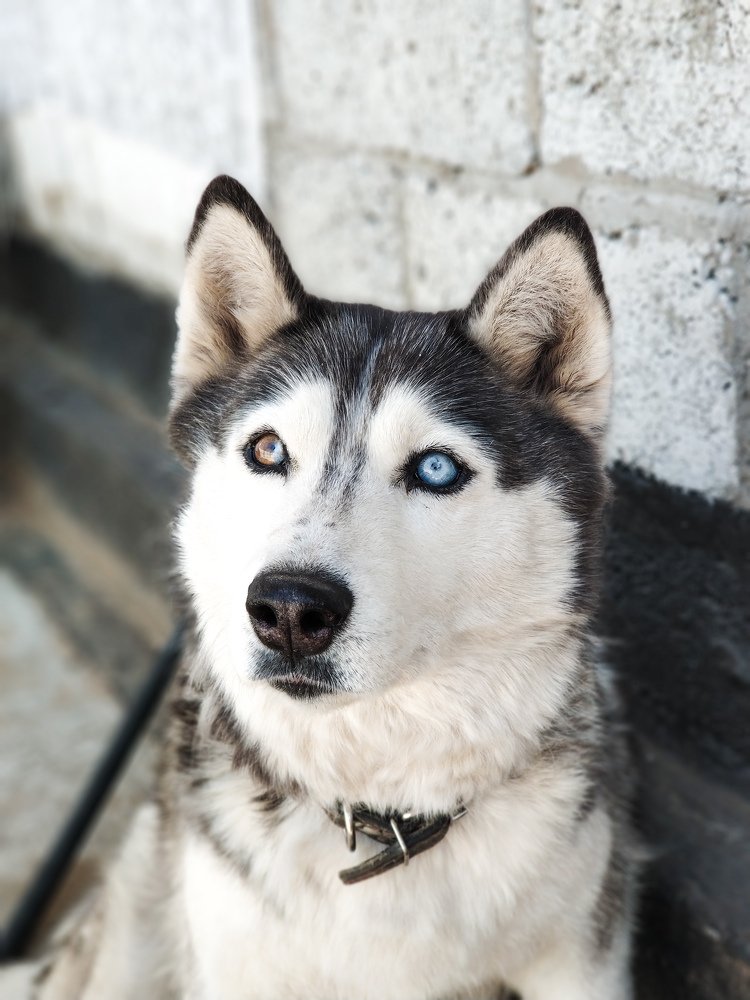 Глаза "Севера"