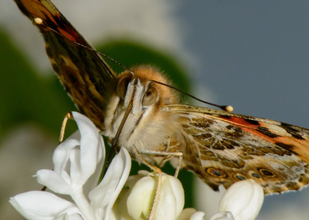Села на цветок, выпить сладкий сок