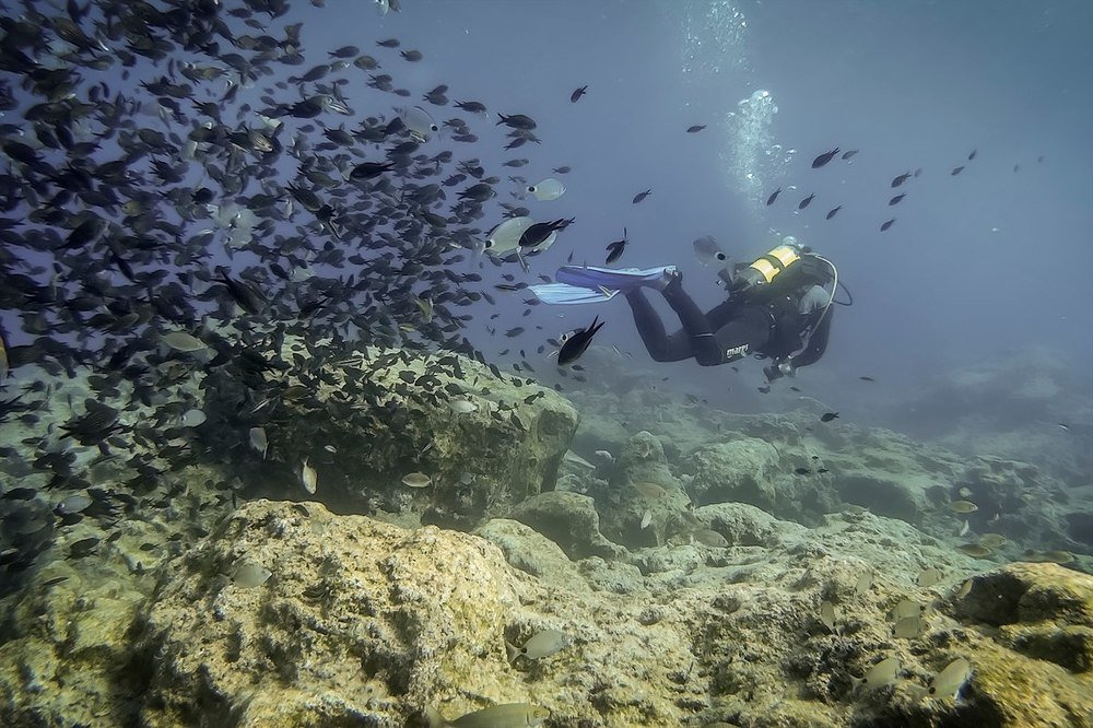 Аквалангист и голодные рыбки