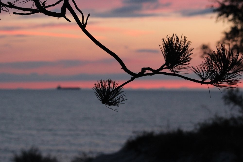 В пурпурных тонах
