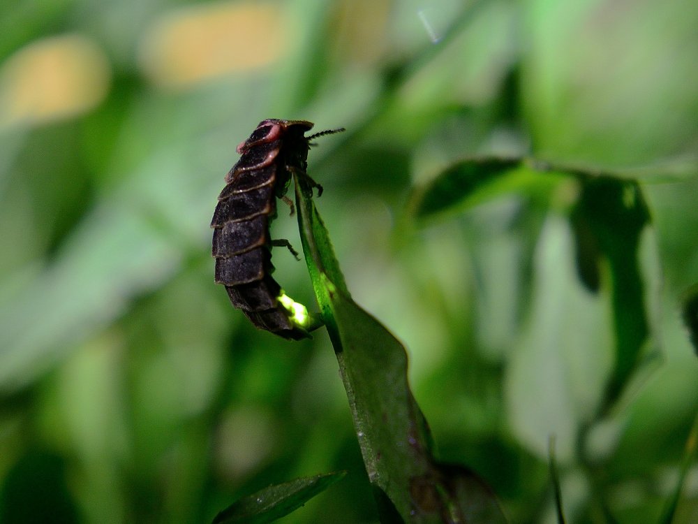 "Он живой и светится"