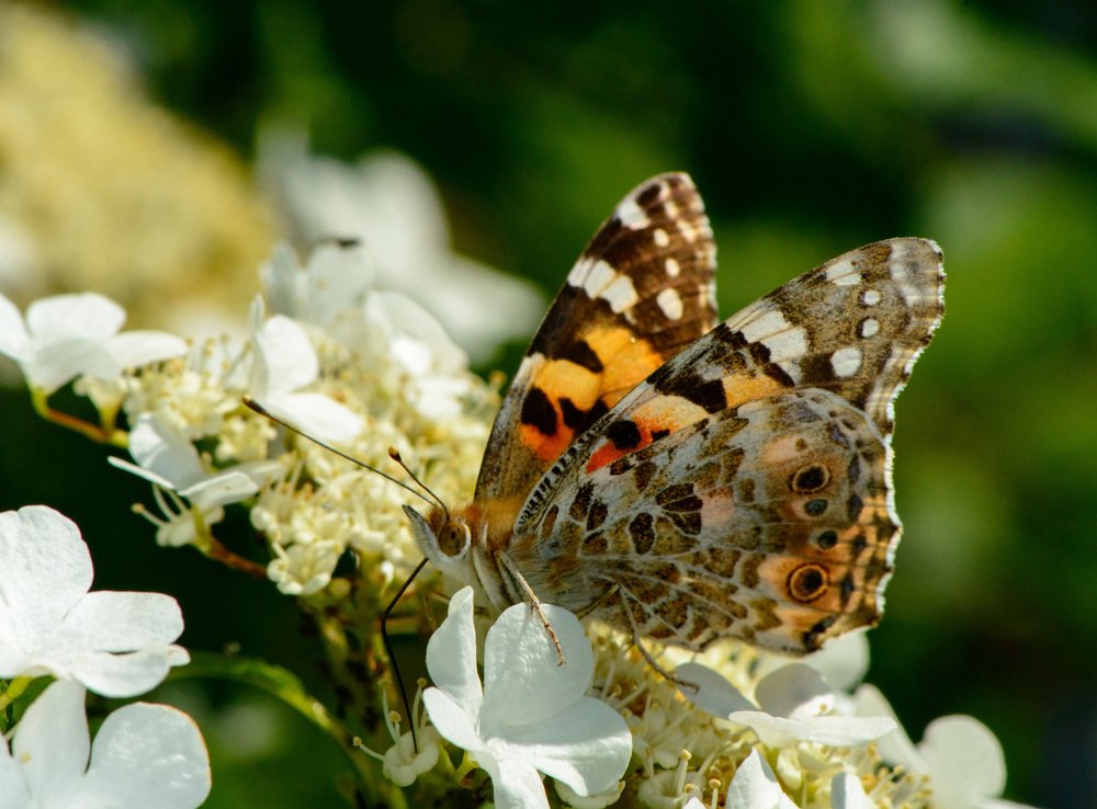 Летняя красавица