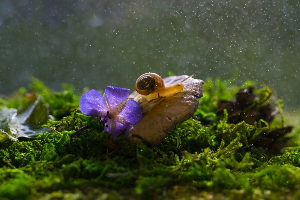 Прогулка в лесу