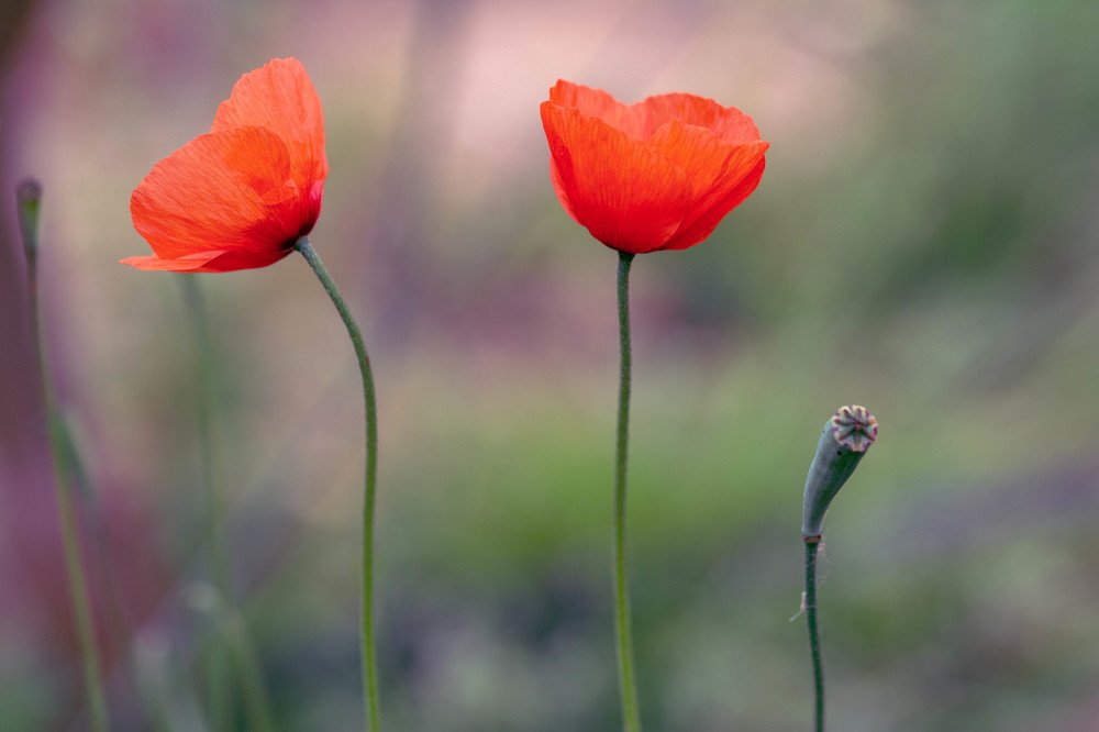 Poppy