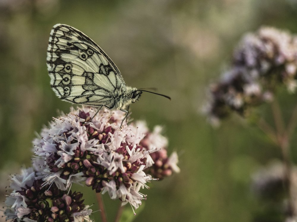 My Wings are the Map of My Life