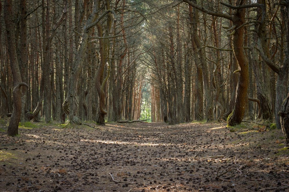 Танцующий лес