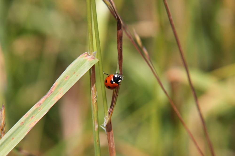 Ladybug journey
