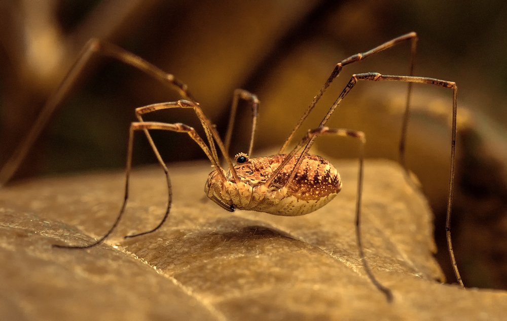 Photograph by Рут Андрей