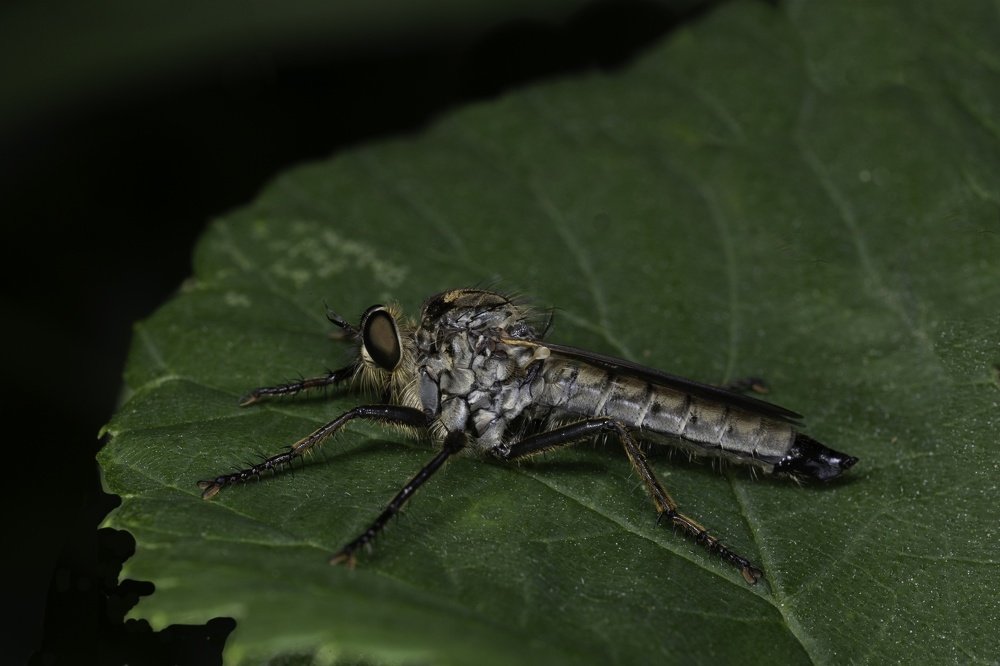 Redbeard predator female