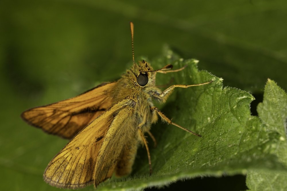 Large skipper