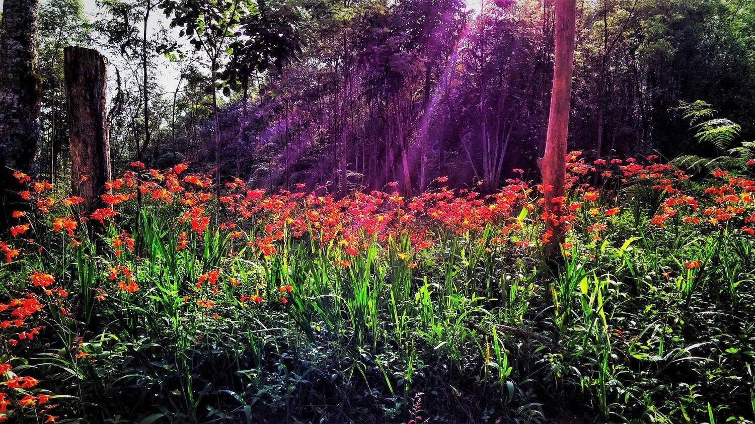 Red flowers