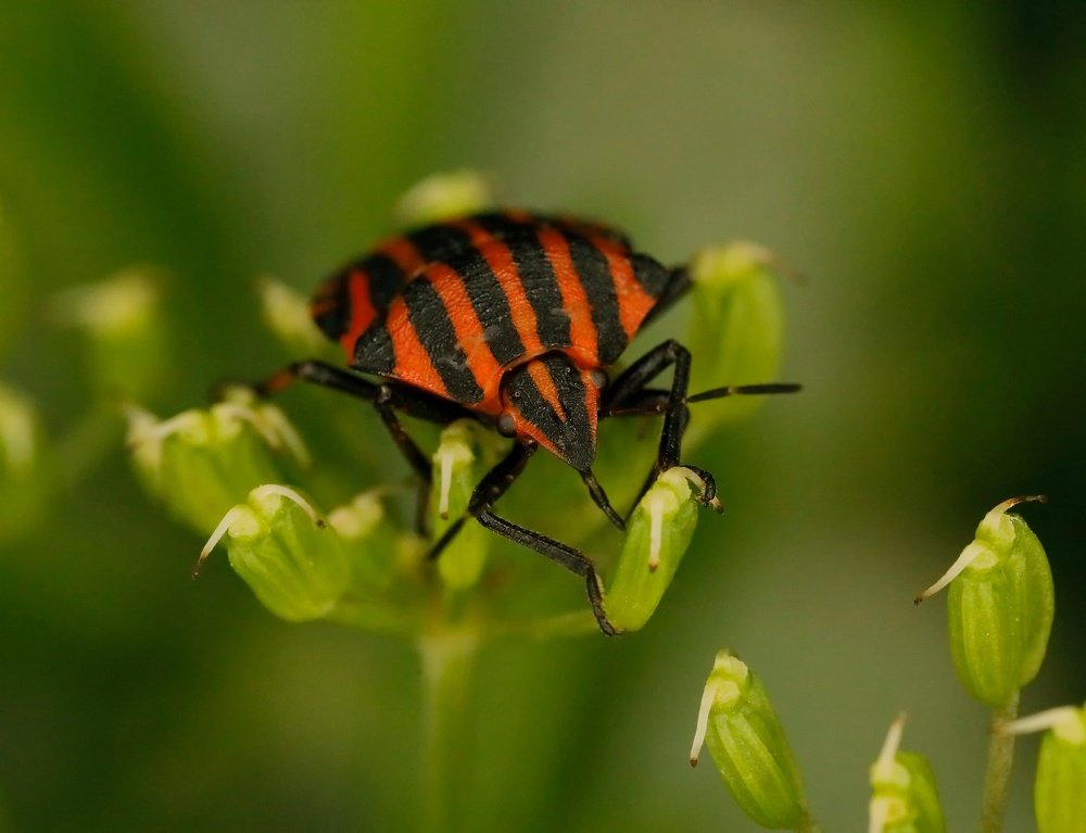 Pyama shield bug