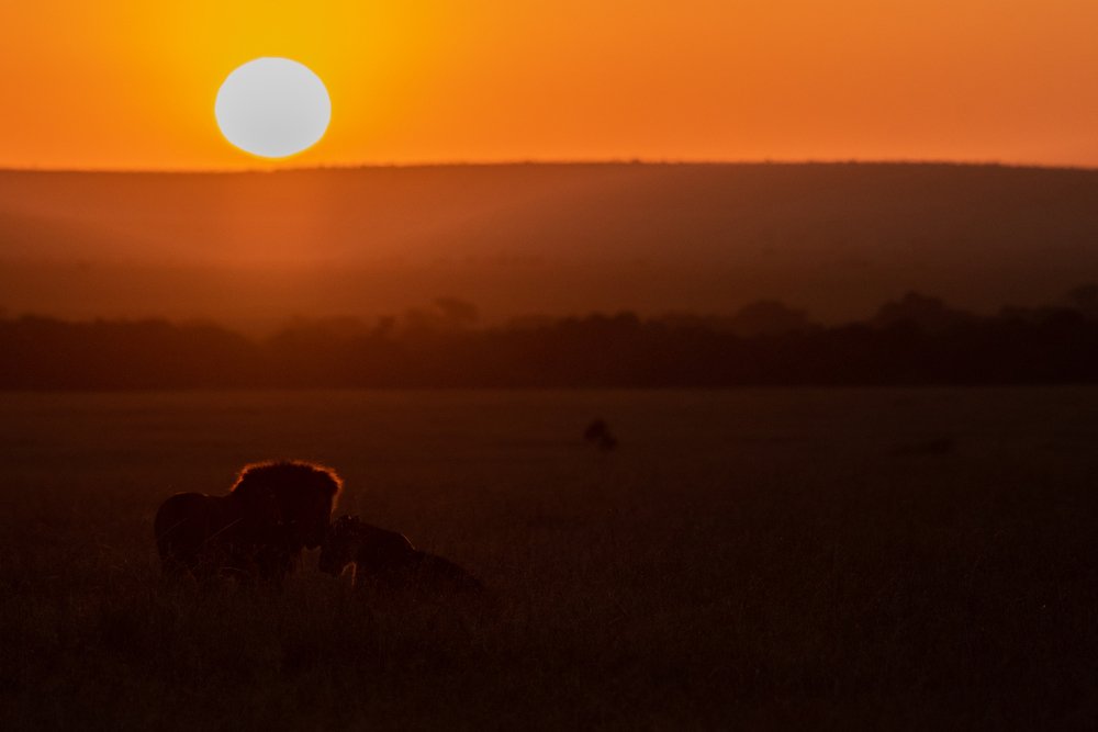 A Kiss in the Morning