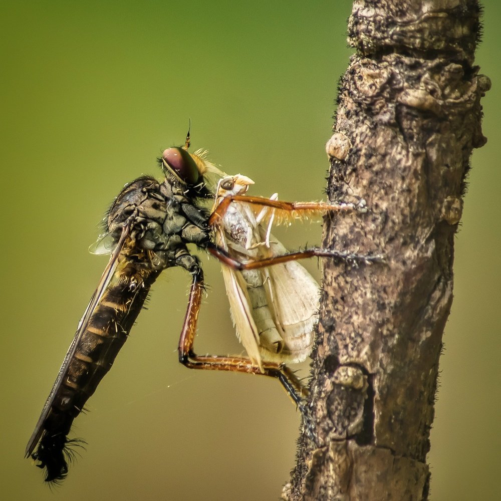Prey on white butterflies