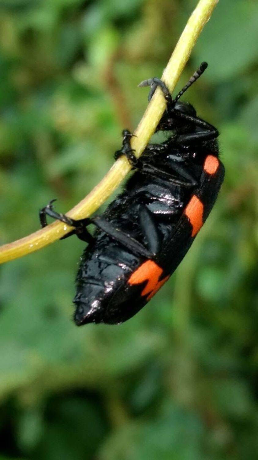 Bug