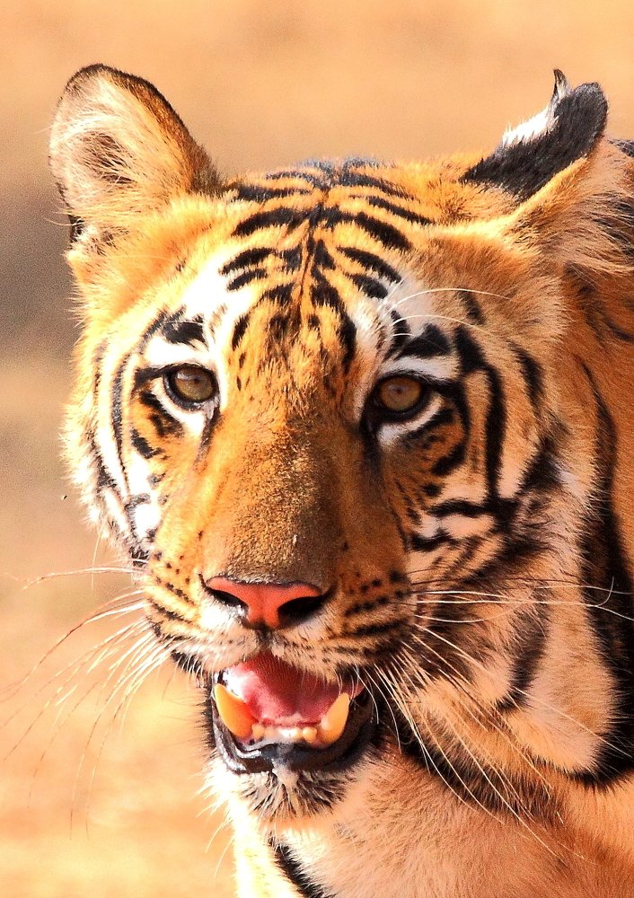 Photograph by Rutuja