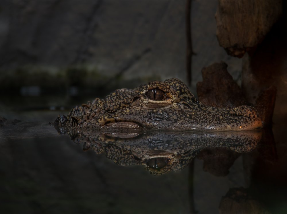 Alligator