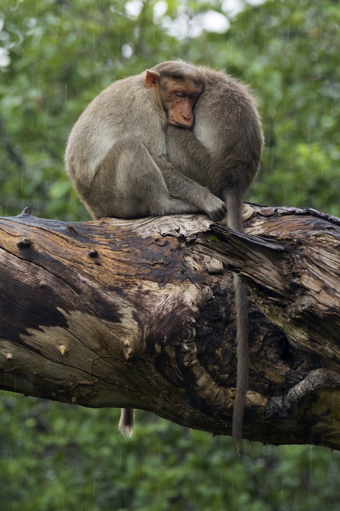 Bonnet Macaques in rain.