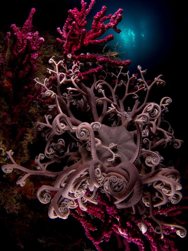 Astropartus Mediterraneus