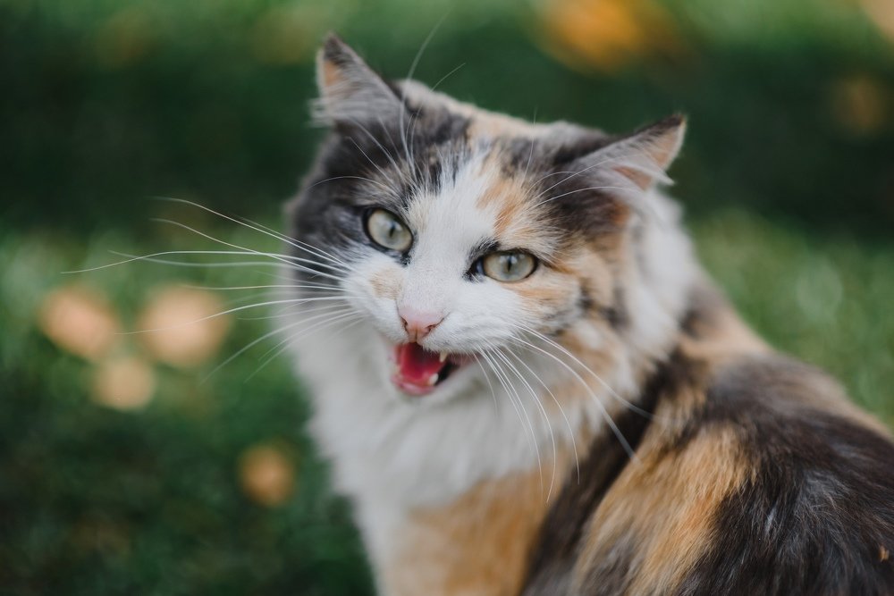 Фотография автора Паша Петров