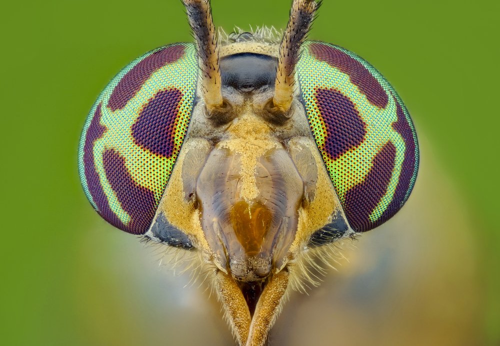 Portrait of deer fly