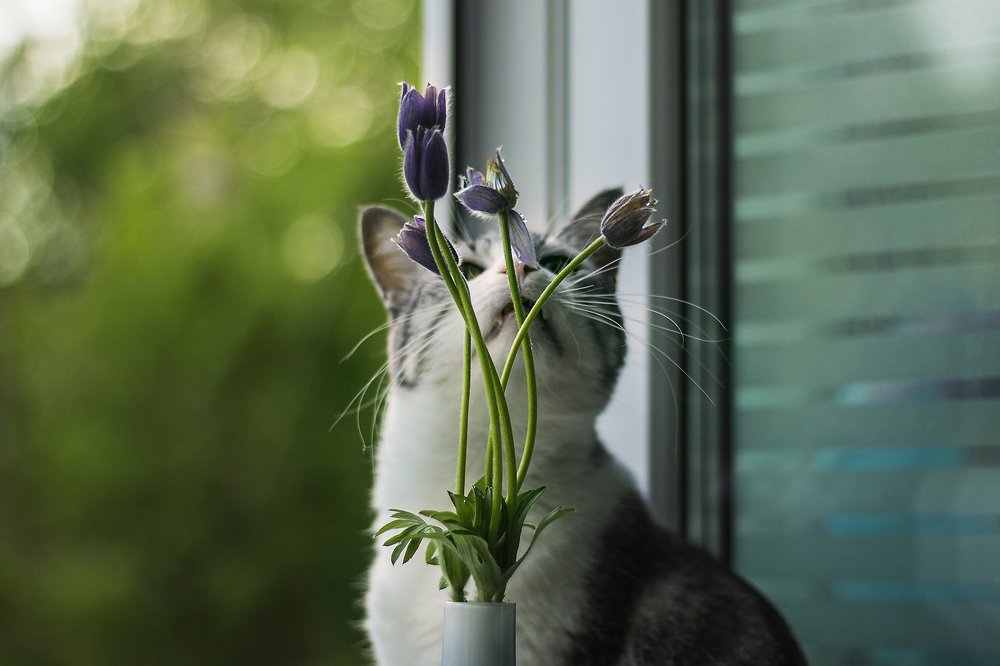 Кот и цветы