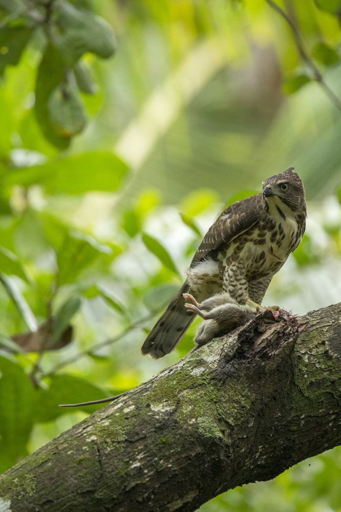 Predator and the prey.