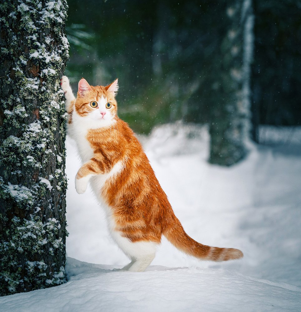 Василий Васильевич