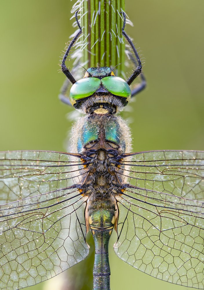 Somatochlora Meridionalis (Nielsen, 1935)