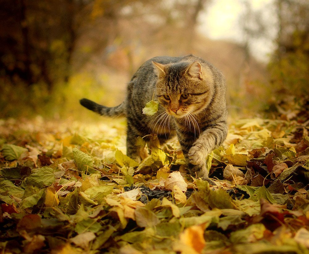 Осенний кот