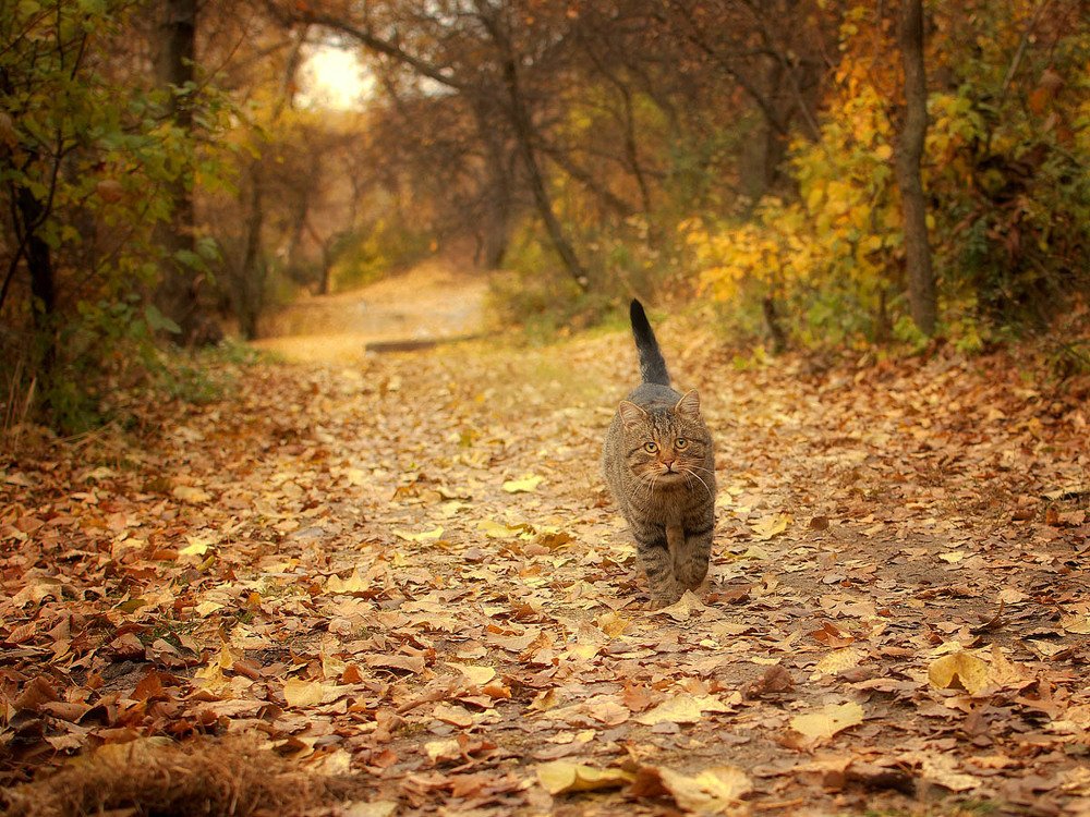 Осенний кот