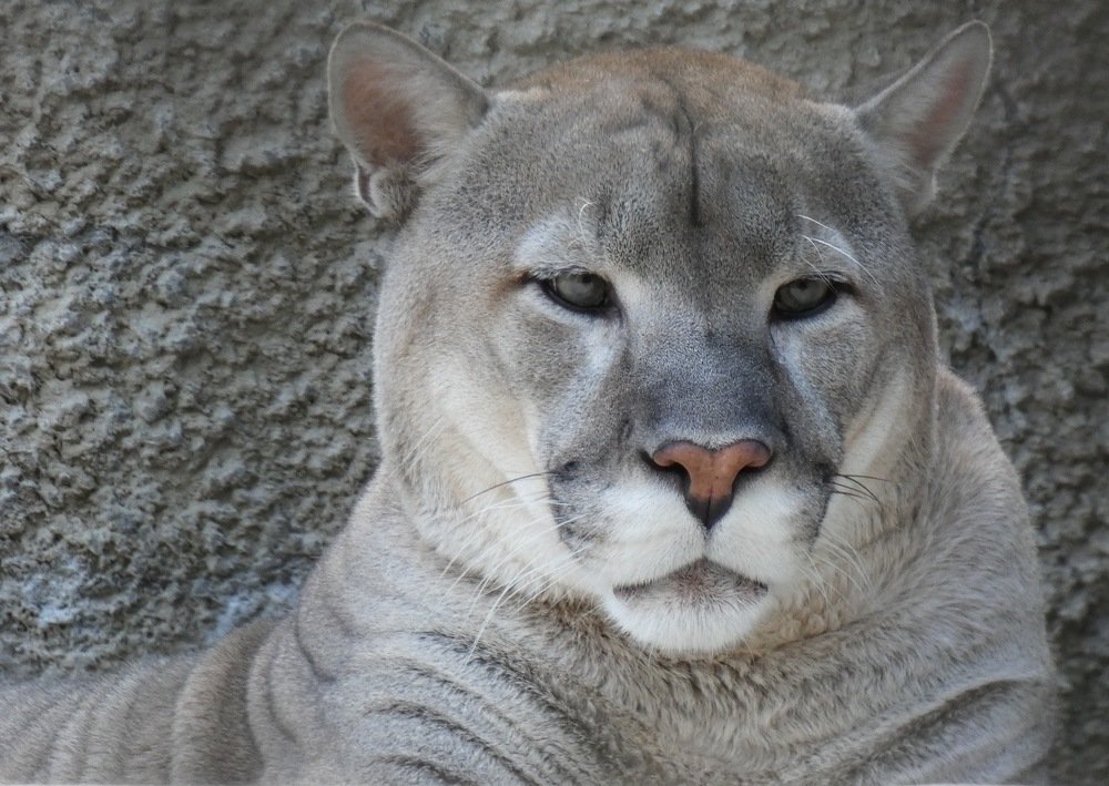 Photograph by Александр Осмоловский